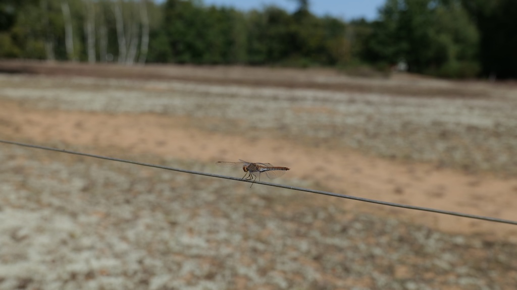 Libellule sur les dunes de la Réserve Naturelle Nationale de La Truchère Ratenelle