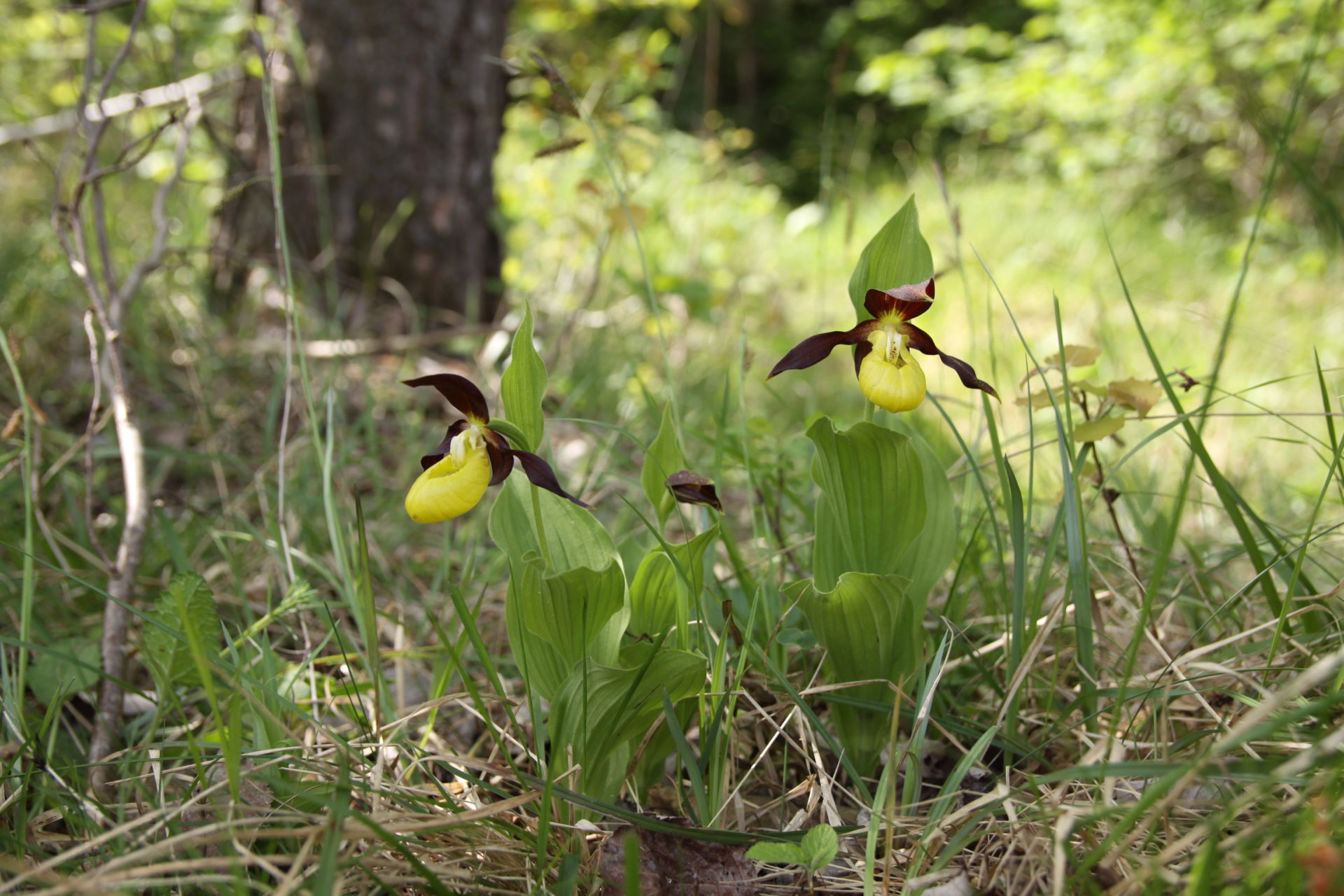 Sabot de Vénus, orchidée des lisières forestières du Châtillonais en Bourgogne