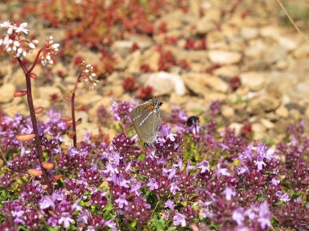 Papillon butinant du thym