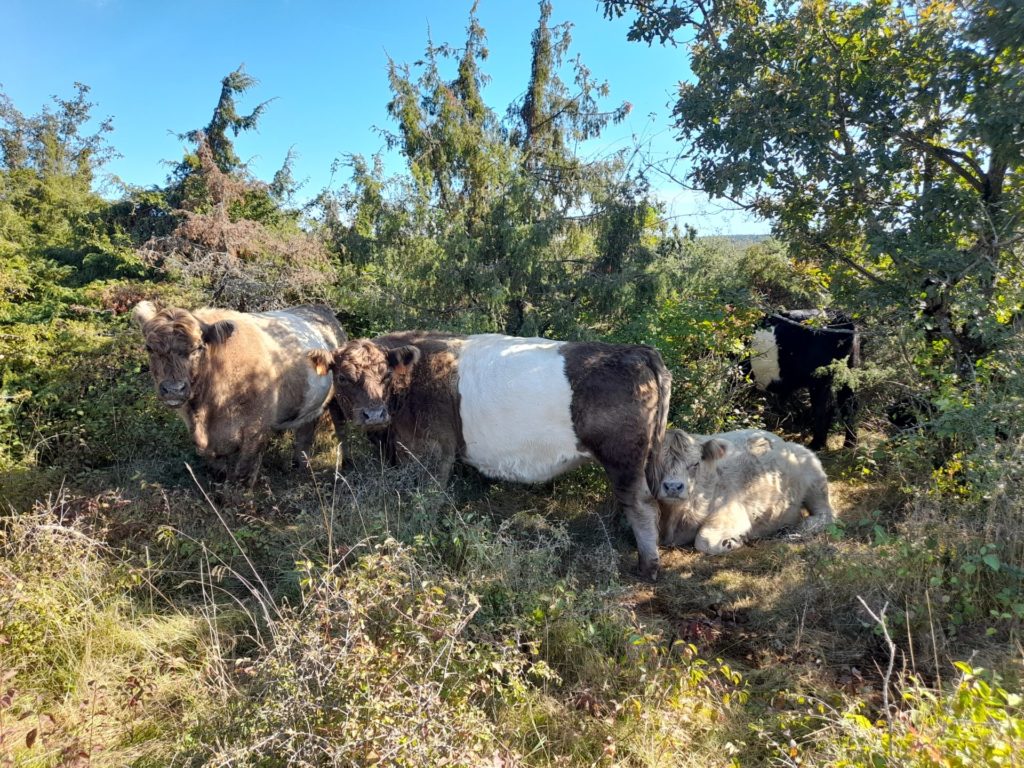 Des vaches Galloway du troupeau du Conservatoire d'espaces naturels de Bourgogne sur une pelouse sèche