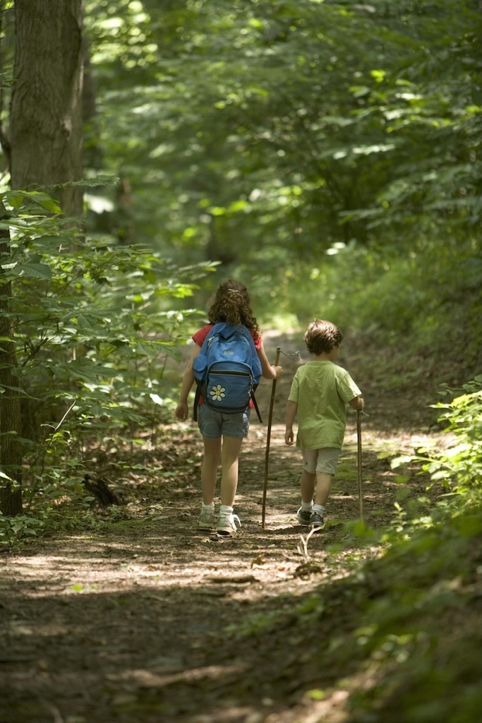 Balade en forêt (photo Pixabay)