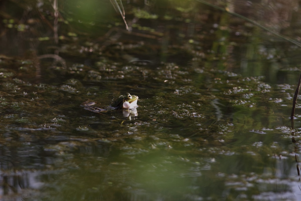 Grenouille verte