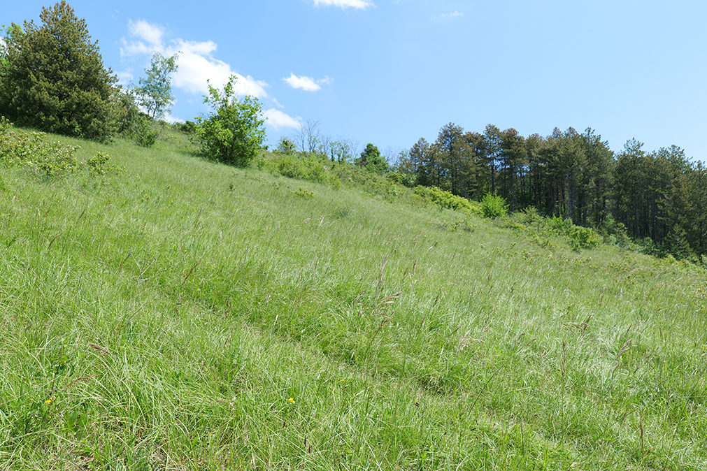 Pelouse de l'Espace naturel sensible des pelouses et combes de la Vallée de l'Ouche