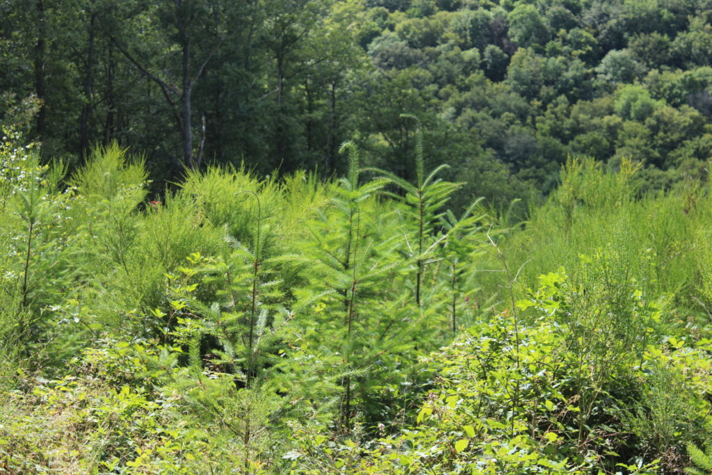 Parcelle de la Forêt de l'Appentis du Canada à Tintry (71)