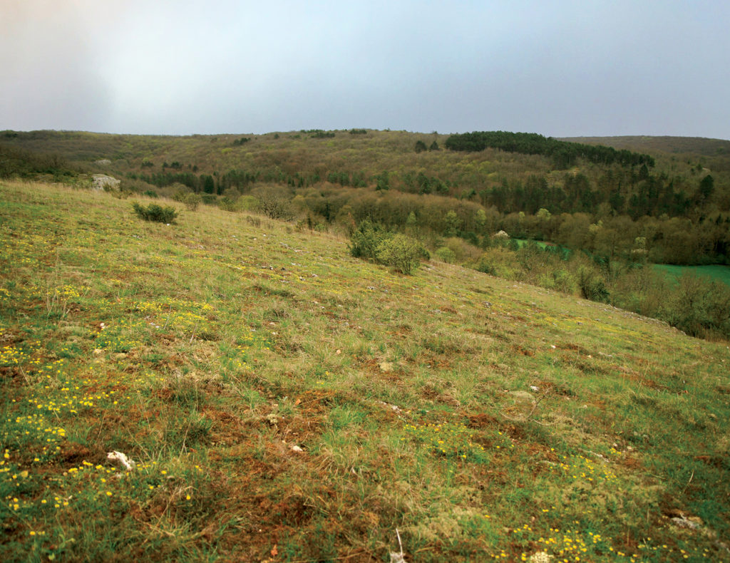 Pelouse sèche à Voutenay-sur-Cure (89)