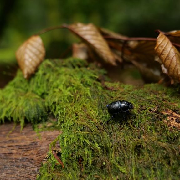 Insecte sur tronc d'arbre mort