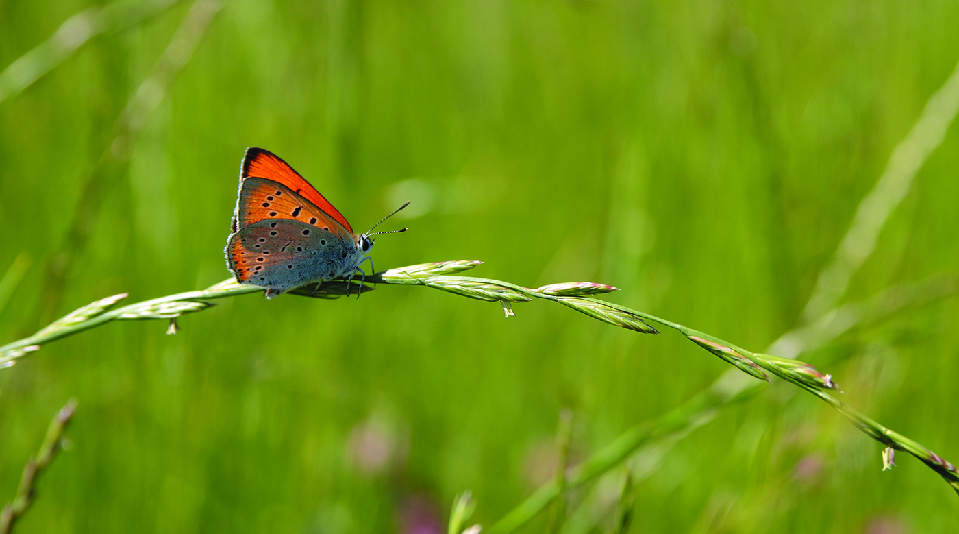 Cuivré des marais, papillon des milieux humides