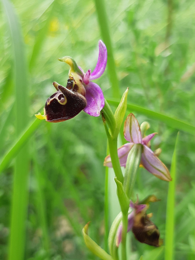 Ophrys boudon, orchidée souvent présente sur les pelouses sèches bourguignonnes