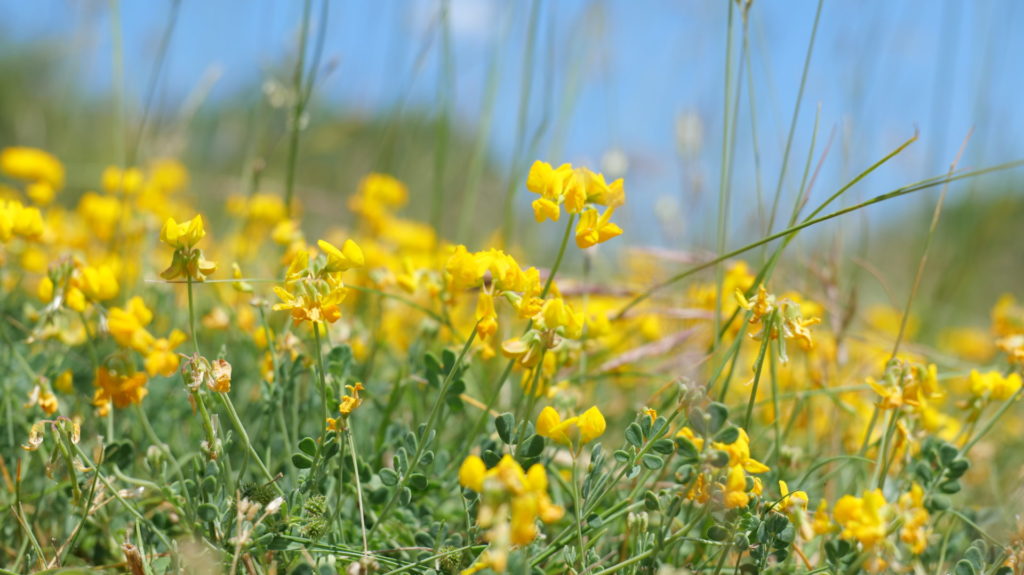 La Petite Coronille illumine les pelouses sèches par sa couleur jaune éclatante