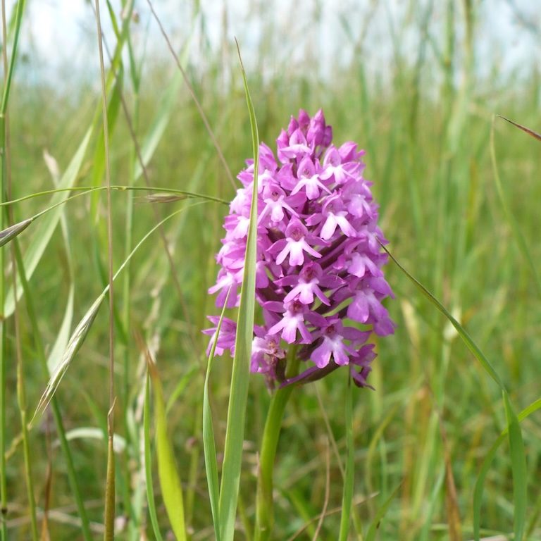 Orchis pyramidal